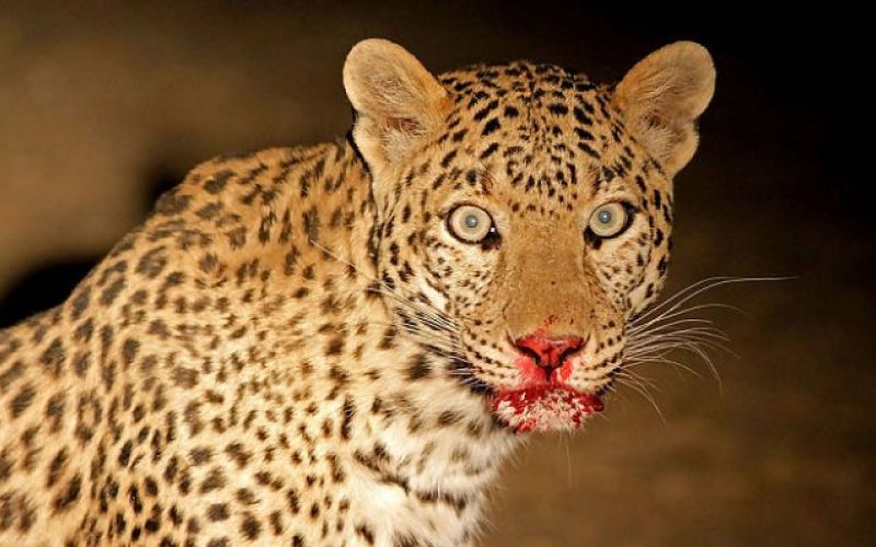 Leopard