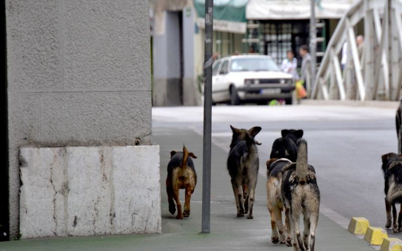 Potepuški psi, Sarajevo.jpg