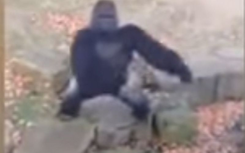 gorila.jpg