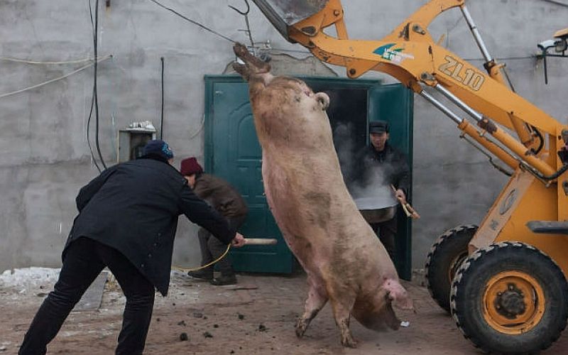pujs, prašič, svinja.jpg