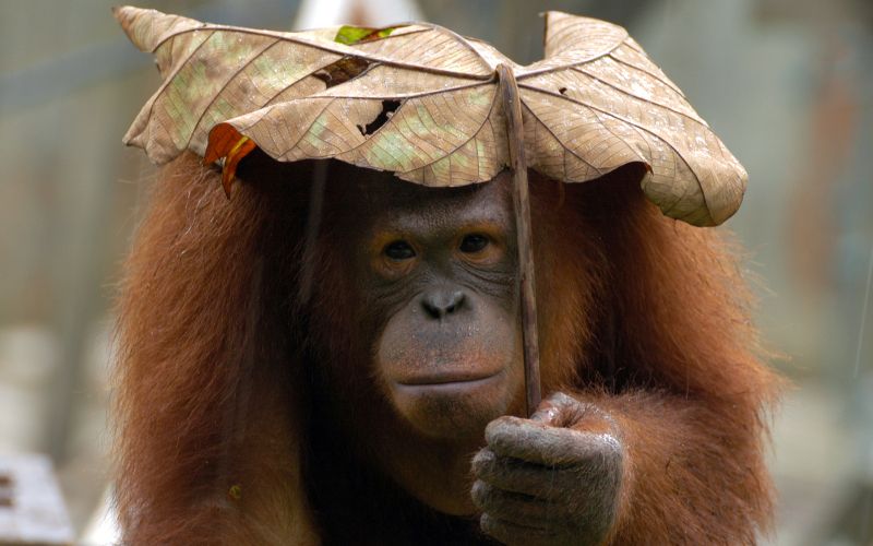 orangutan.jpg