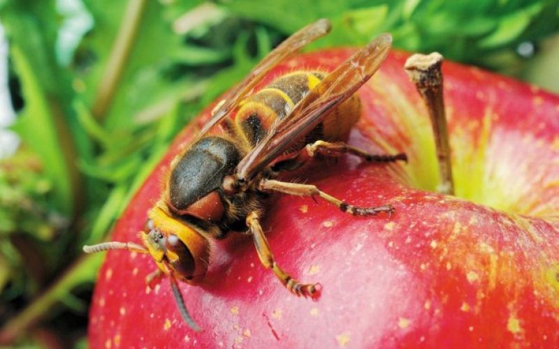 Zoprne ose in (skoraj) nedolžni sršeni