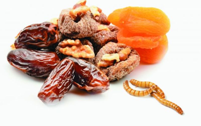 Pesticidi, črvi in salmonela