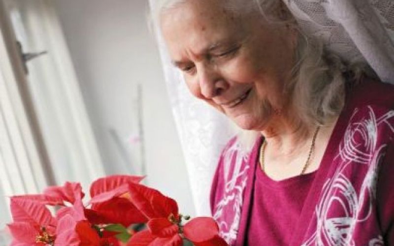 80 let Ruže Pestner