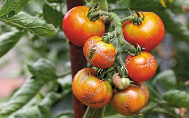 Nad paradižnikovo plesen s homeopatijo in bioogljem