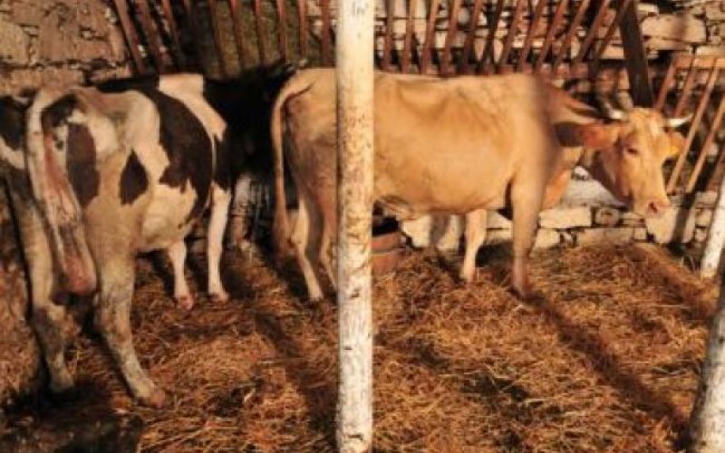 Kmetija slavnih - Jadranka in Ciba!