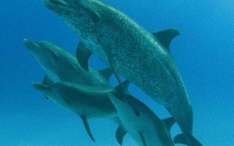 Iz TV-sporedov: sreda, 2. februarja