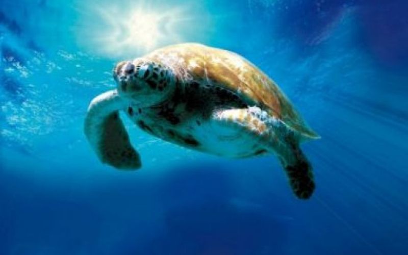 Želvino osupljivo potovanje