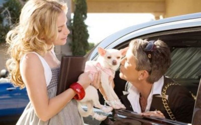 Čivava z Beverly Hillsa