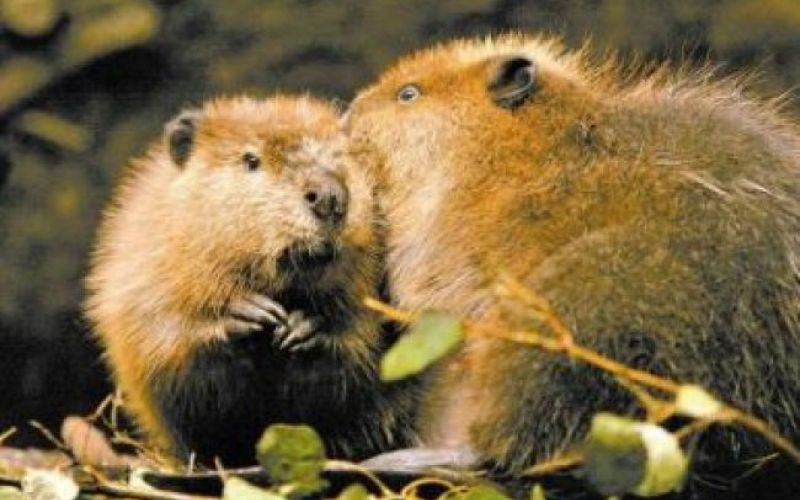 Iz TV-sporedov: sobota, 5. februarja