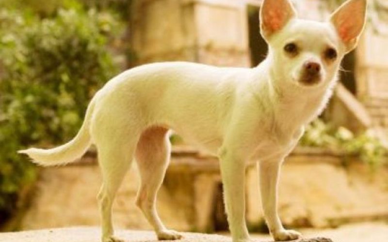 Čivava z Beverly Hillsa