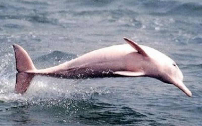 Mož, ki je premagal vse  - ¦