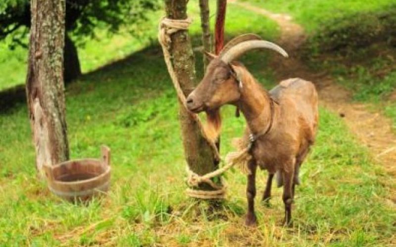 Kmetija slavnih - molža koze Berte!