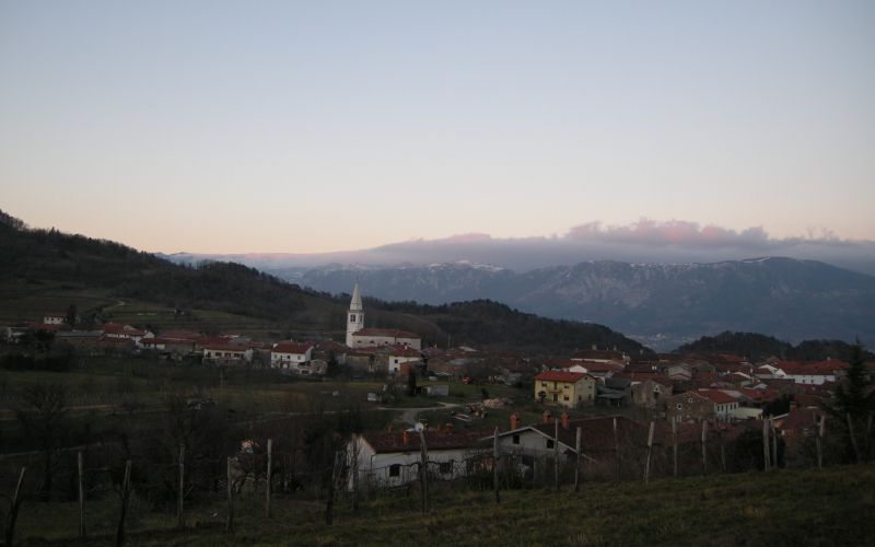Goče se ne morejo razvijati.