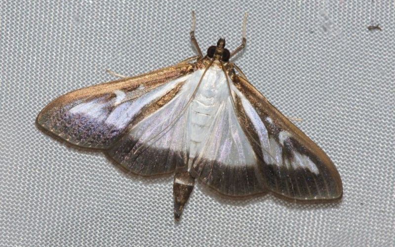 _cydalima_perspectalis___pu__panova_ve____a.jpg