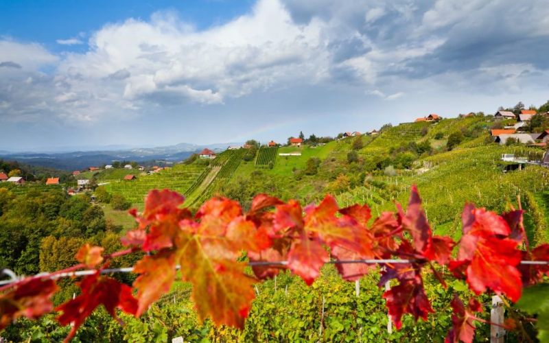 vinogradi_foto_jost_gantar.jpg