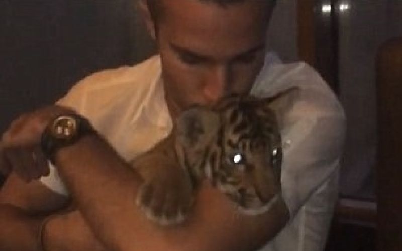 Robin Van Persie tiger