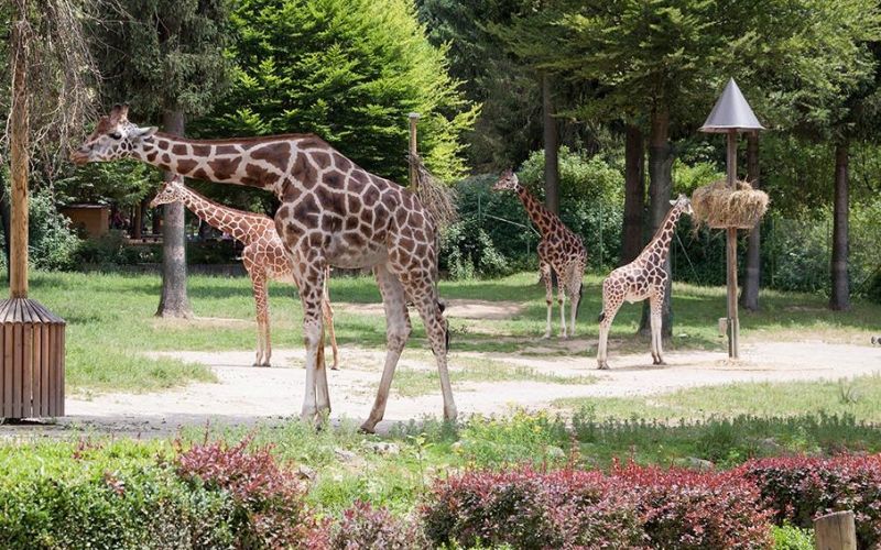 Žirafe, ZOO Ljubljana.jpg