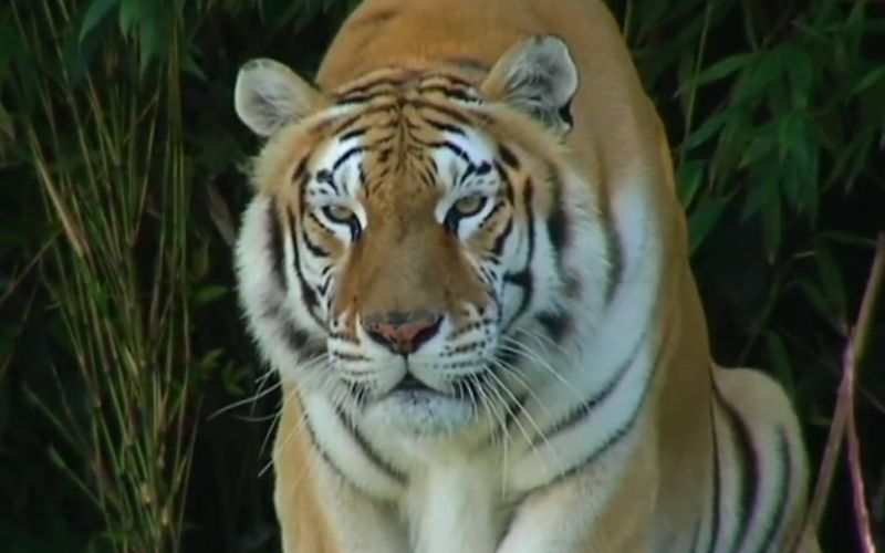 Tiger v živalskem vrtu Terra Natura v Španiji