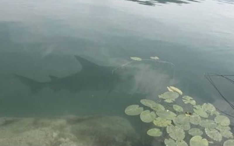 jezero, morski pes, fotomontaža.jpg