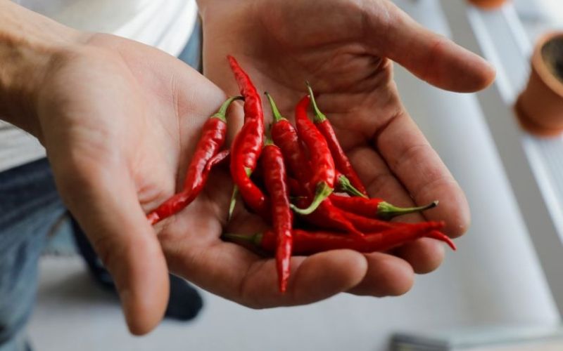 čili, chilli, feferon.jpg
