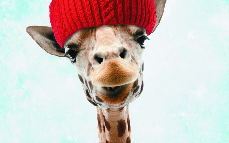 zoo_pozimi_zirafa.jpg
