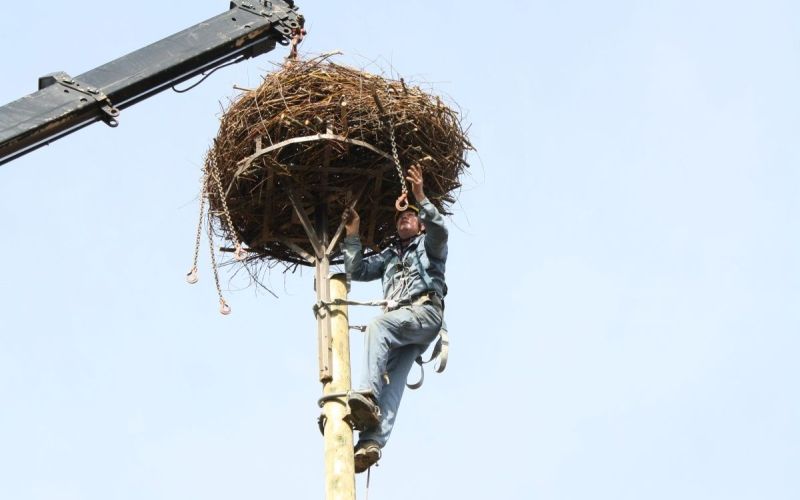 Postavljanje gnezda za štorklje