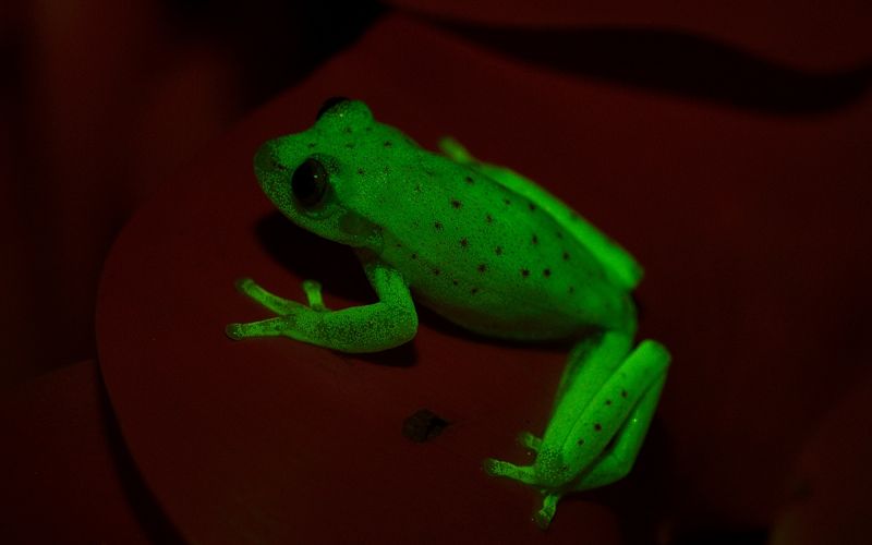 fluorescentna zaba