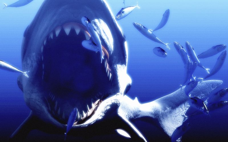 Megalodon.jpg