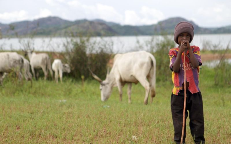 pastir, kajuru, fulani