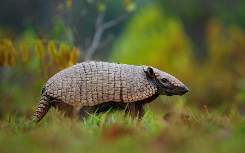 Armadillo, pasavec