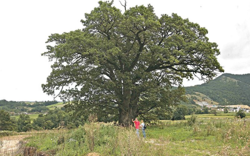 FOTO1 HRAST