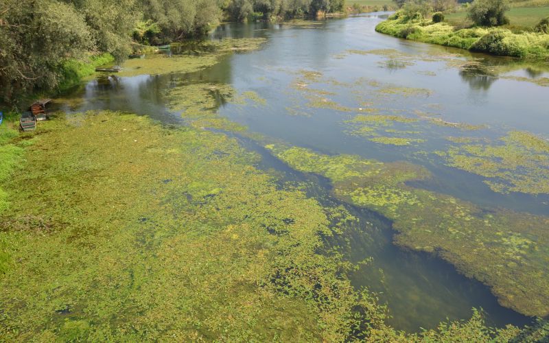 krka_cveti.jpg
