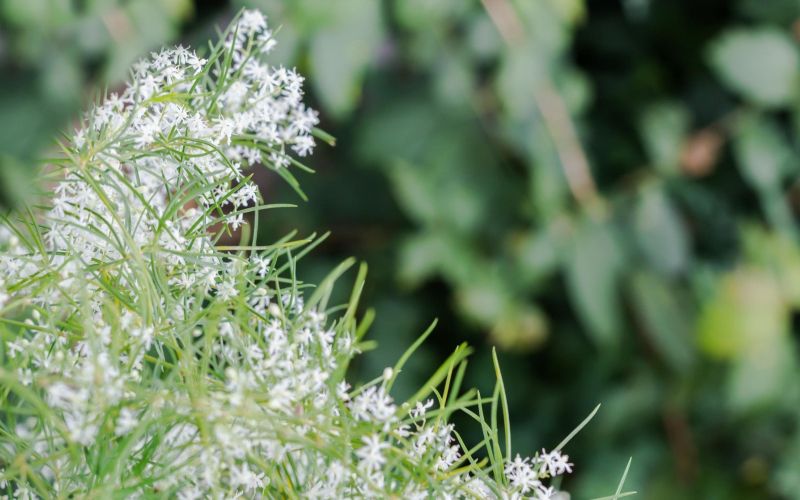 Šatavari (Asparagus Racemosus)