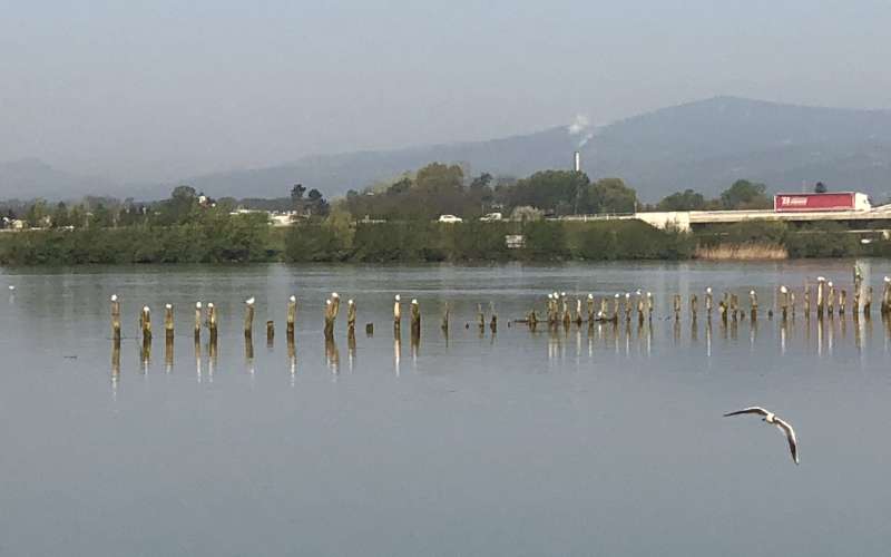 Ptujsko jezero, rečni galebi