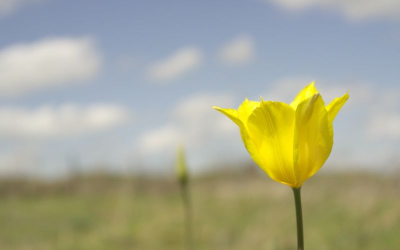 tulipan 8