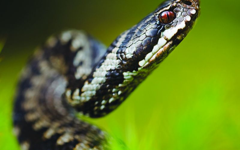 vipera berus.jpg