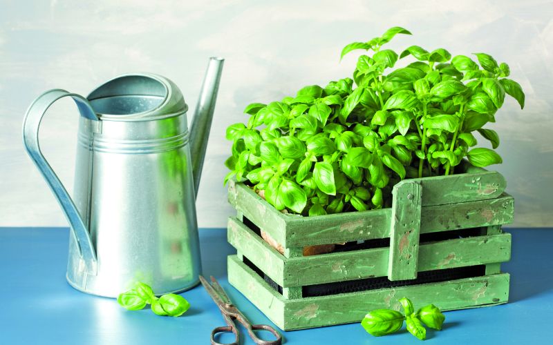 Zeliščni vrtiček kar v kuhinji