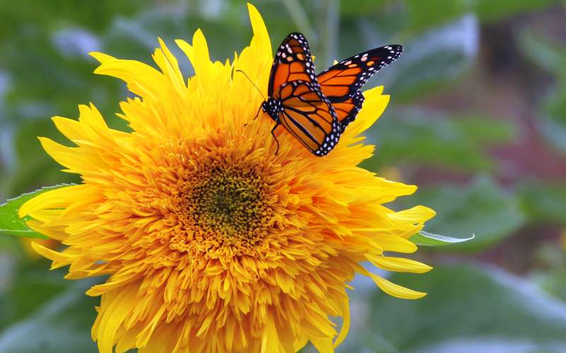 Monarch_butterfly_on_shaggy_sunflower.jpg