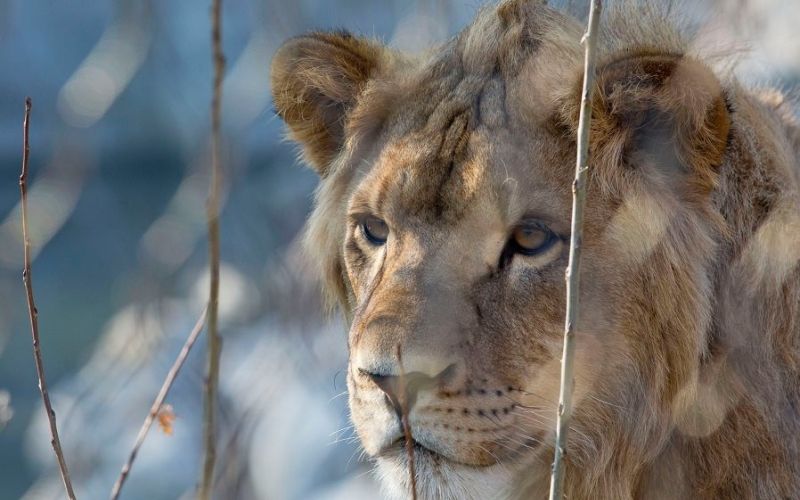 Lev, ZOO Zagreb, Živalski vrt Zagreb.jpg