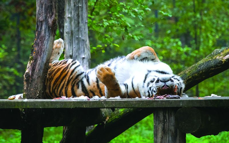 zoo1.JPG
