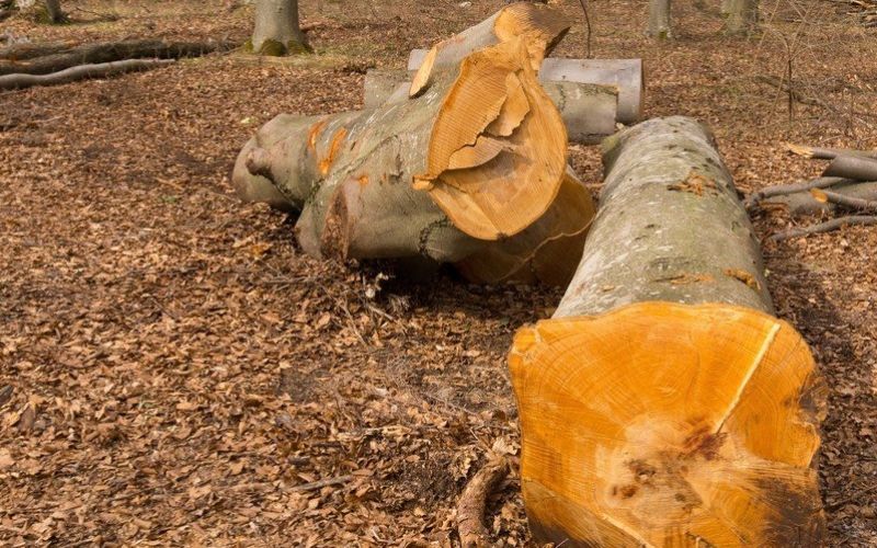 drevo, podrianje drevja, hlod, deblo,