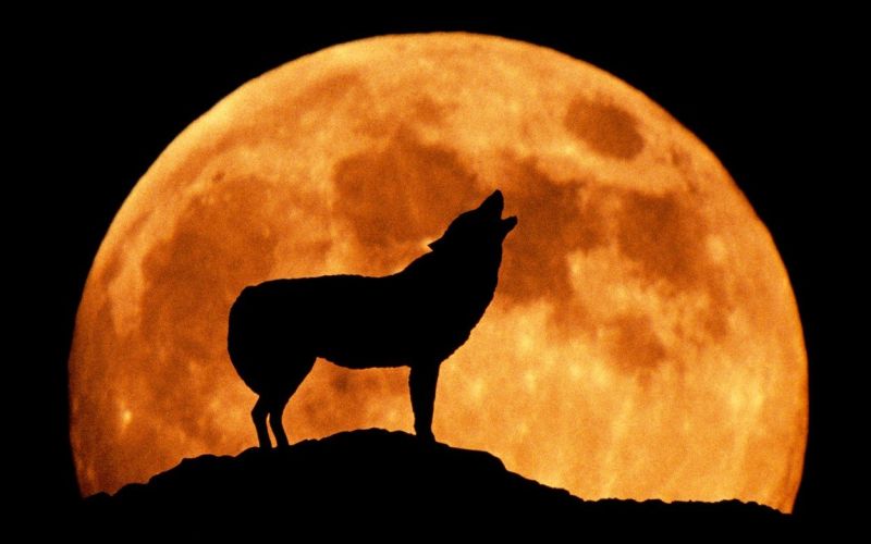 volk, luna, volčja luna, polna luna,