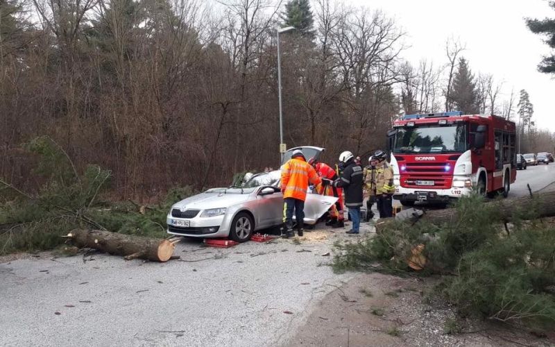 kidričevo, podrto drevo, veter