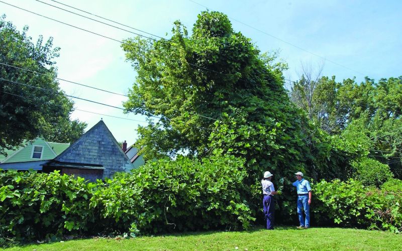 invazivne kudzu profimedia-0194763823.jpg