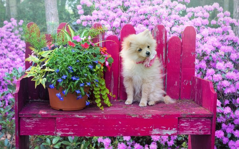 dog-3415990_1280.jpg