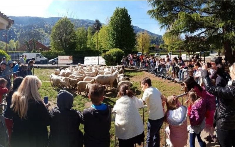 Crets en Belledonne, ovce.JPG