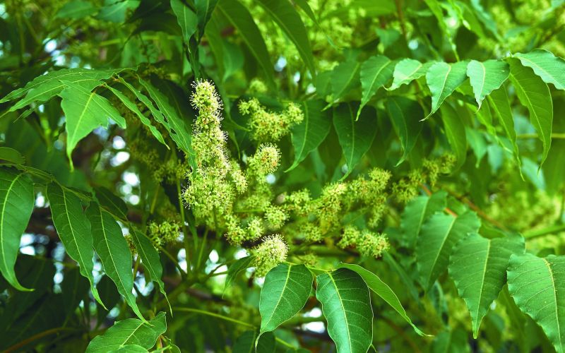 invazivne rastline pajesen.jpg