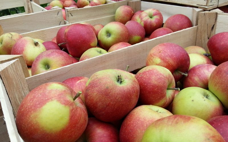 Maribor - nabiranje jabolk jabolka - sadje - delo