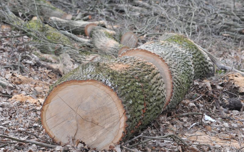 Delo v gozdu, sečnja dreves